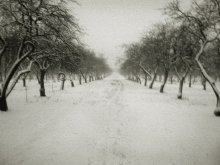 Winter sleep 1 / ***