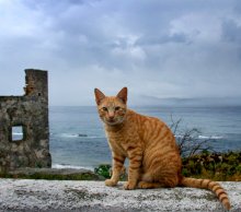 Gibraltar Katze / ***