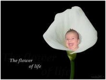Blumen des Lebens. S.2 / ***
