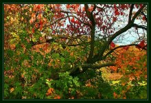 Herbst-Palette (Botanischer Garten) / ------