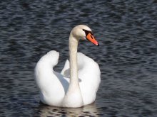 schön - Swan / ***