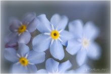 Forget-me- / ***