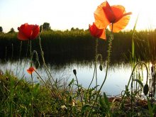 Mohn / ***