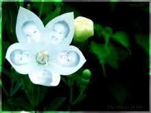 Blumen des Lebens. Teil 3 / ***