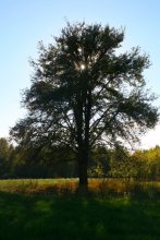 ehernen Sonne &amp; bedrohlich Baum / ...