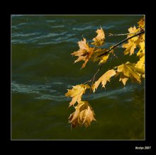 Pushed Herbst / ***