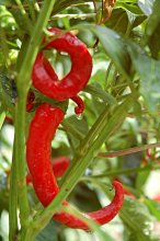 Paprika / ***