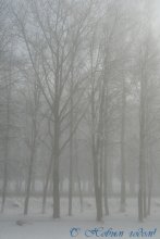 Winter Nebel / ***