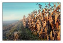 Morning. Nebel. Corn ... / ***