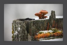 Pilze, Schneeglöckchen. / ***