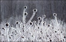 Igel im Nebel / ***