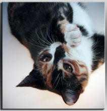 Ein weiterer Blick auf meine Skoda ... / ***