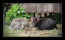 ... Und die Kaninchen Freundschaft! / ***