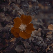 Flower2 Velvet / ***