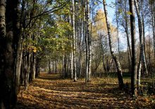 In den goldenen Herbst Park / ..........................