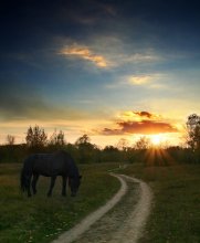 das kleine Pferd auf dem Hintergrund der untergehenden Sonne / ***