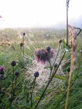 Altweibersommer / ***