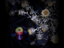 Getrocknete Blüten und Apfel / ***