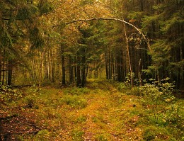 Für Haselhuhn / ***