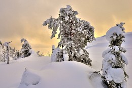 In der nördlichen Wildnis ... / ***