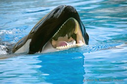 Killerwal / Showing blue whales in the Oceanarium in Canada