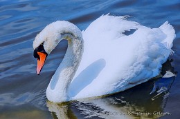 Schwan / A white swan floats on the lake