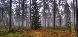 Nebelhafter Wald / ***