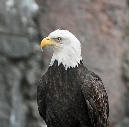 Der Adler hat keine Fliegen zu fangen ... / ***