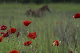 Poppy Träume ... / ***