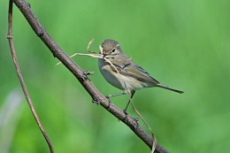 Warbler Bauer. / ***