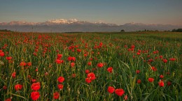 Frühlingslandschaft mit Mohnblumen / ***