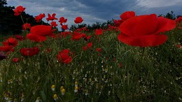 Poppies Farbe / ***