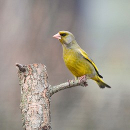 Greenfinch im Frühjahr Outfit / ***