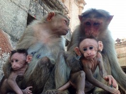 Familie mit rotem Gesicht Affen in Hampi, Karnataka, Indien / ***