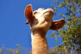 "Flying" marokkanische Arganbaum Ziegen auf / ***