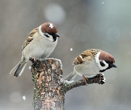 Der Winter ist zurück ... / ***