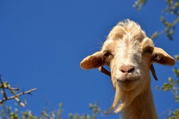 "Flying Goat" auf Arganbaum, Marokko / ***