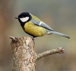 Zwei der Schnabel, zwei Schwänze. / ***