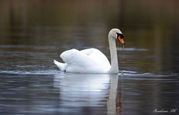 ... Und der weiße Schwan ... / ***