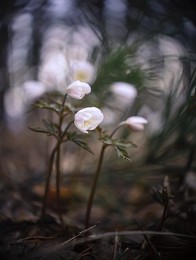 Frühlingsblumen. / ***