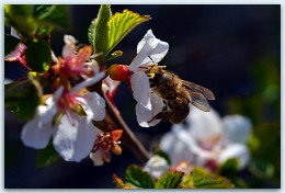 Frühling / ***