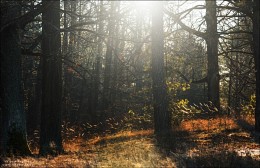 Frühling Nachmittag / ***