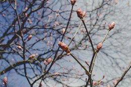Frühling / ***
