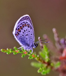 Auf der Heide / ***