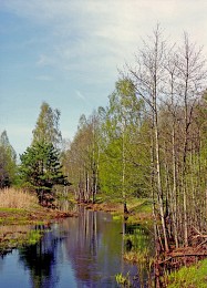 der frühling kommt / ***