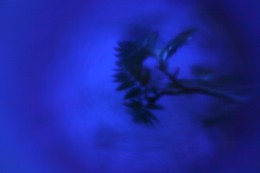 Blue Spring / ***