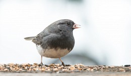 Dark-eyed junco / ***