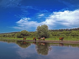 Pferde auf dem Fluss / ***