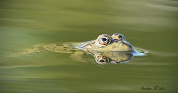 Oberflächenbehandlung. / ***