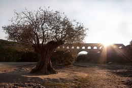 Aquädukt Pont du Gard und der alten Olivenbaum / ***